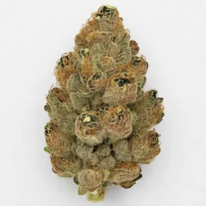 CBD Cvijet Cali OG